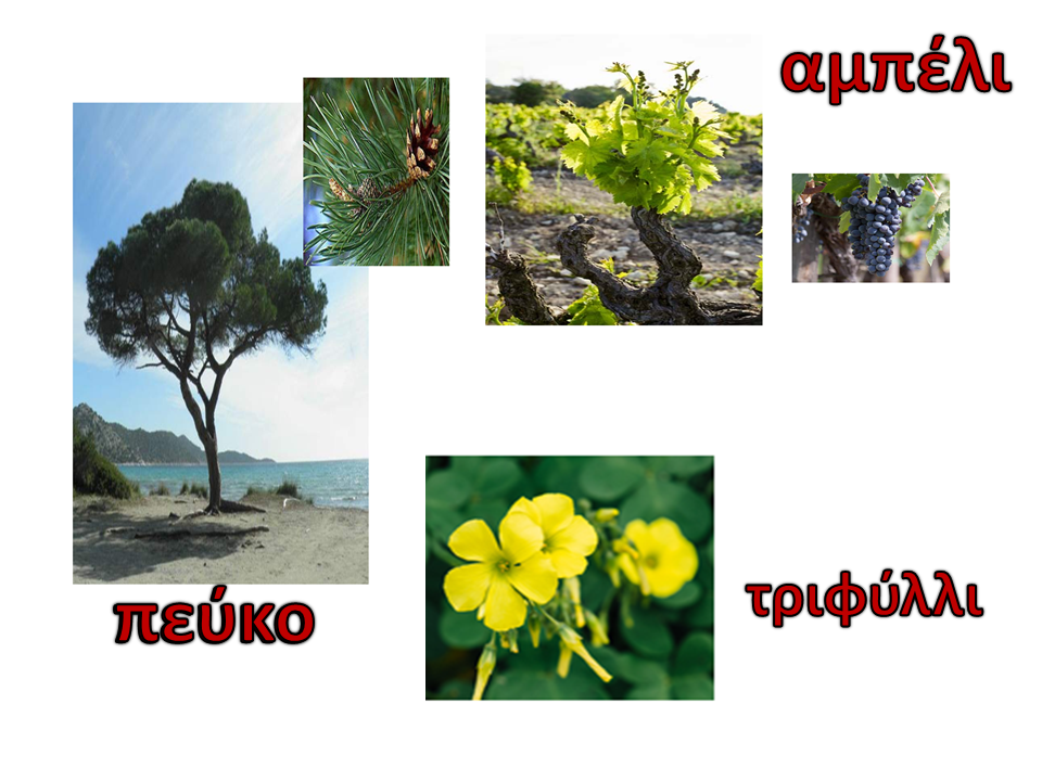 Εικόνα επιλογής